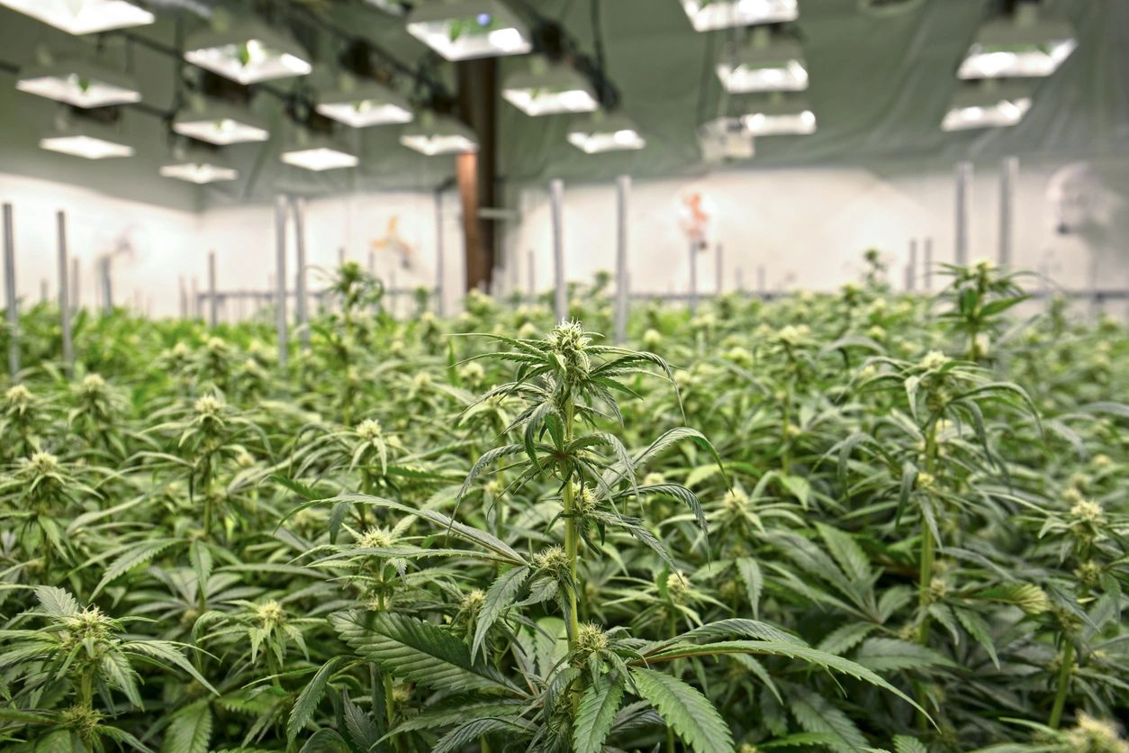 Crown Leaf Society Cannabis Tours